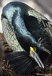 BB 15 0661 / Phalacrocorax aristotelis / Toppskarv
